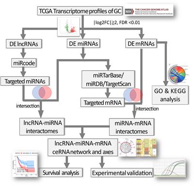 Construction of a Competitive Endogenous RNA Network and Identification of Potential Regulatory Axis in Gastric Cancer